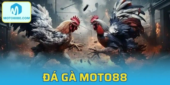 Đá gà Moto88 - Tận Hưởng Đỉnh Cao Chọi Kê Thomo Hợp Pháp