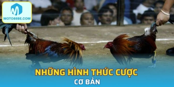 Những hình thức cược cơ bản