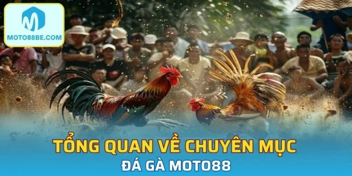 Tổng quan về chuyên mục đá gà Moto88